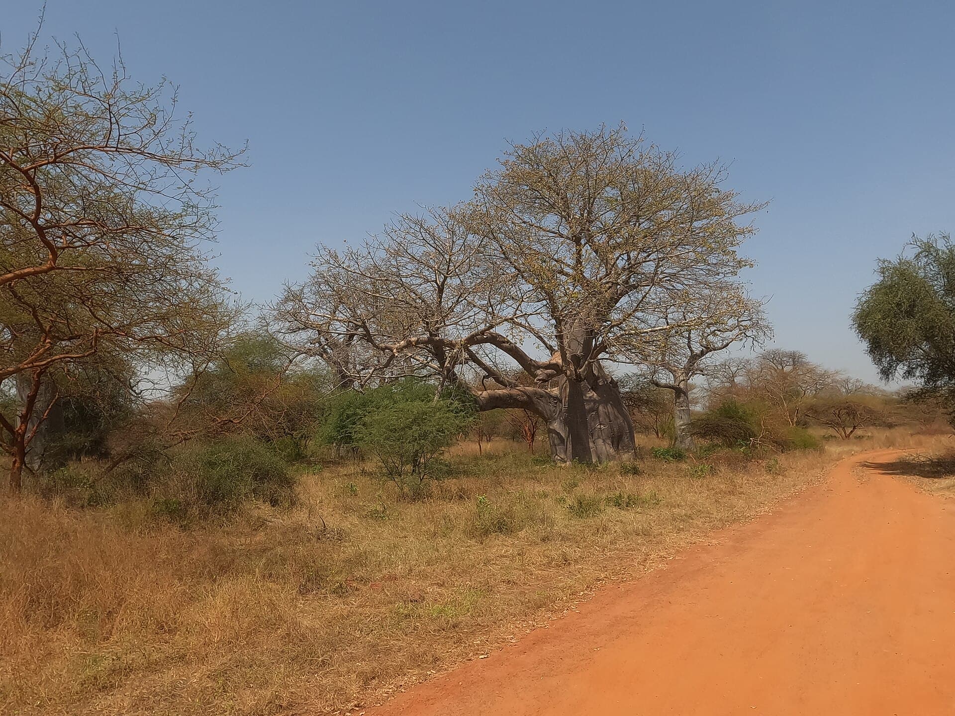 Baobab et faune sauvage, Réserve de Bandia, commune de Sindia