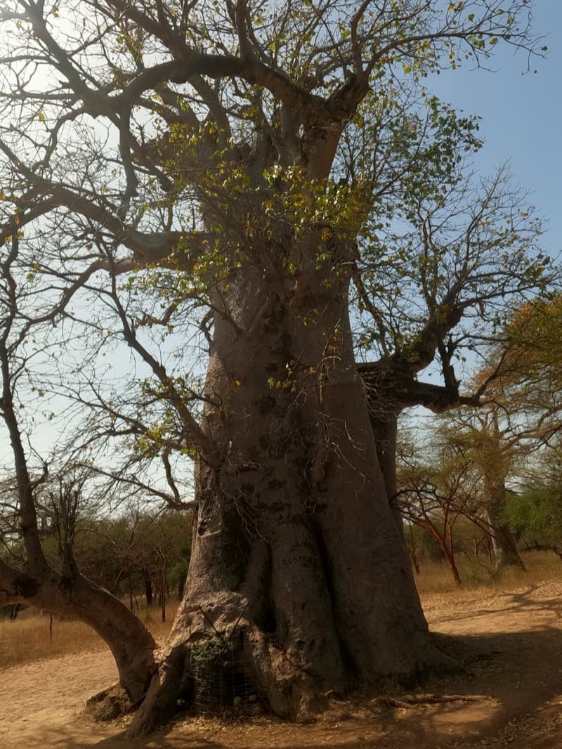 Baobab centenaire, Reserve de Bandia, commune de Sindia