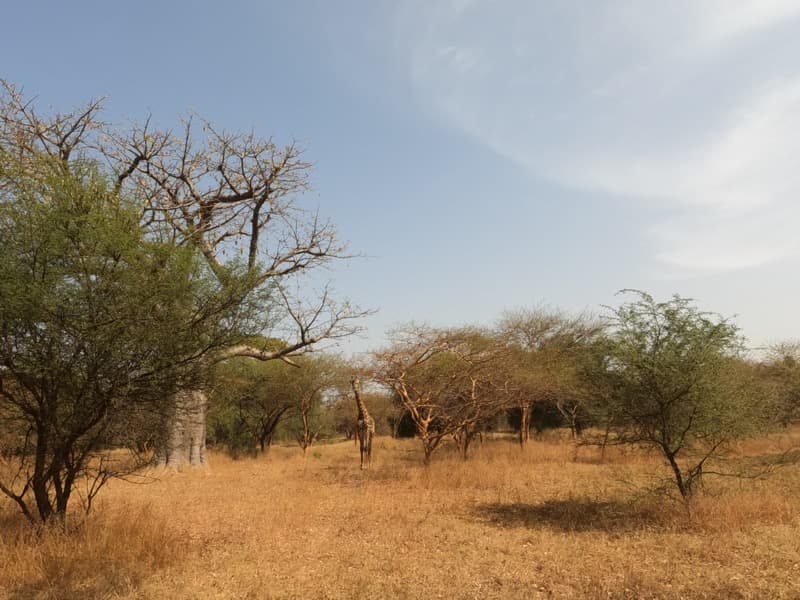 Girafe, Reserve de Bandia, commune de Sindia