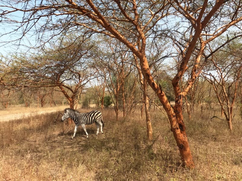 Zebre, Reserve de Bandia, commune de Sindia
